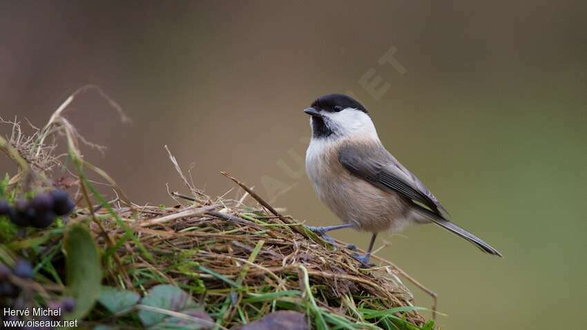 Willow Titadult, identification