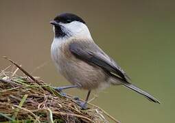 Willow Tit