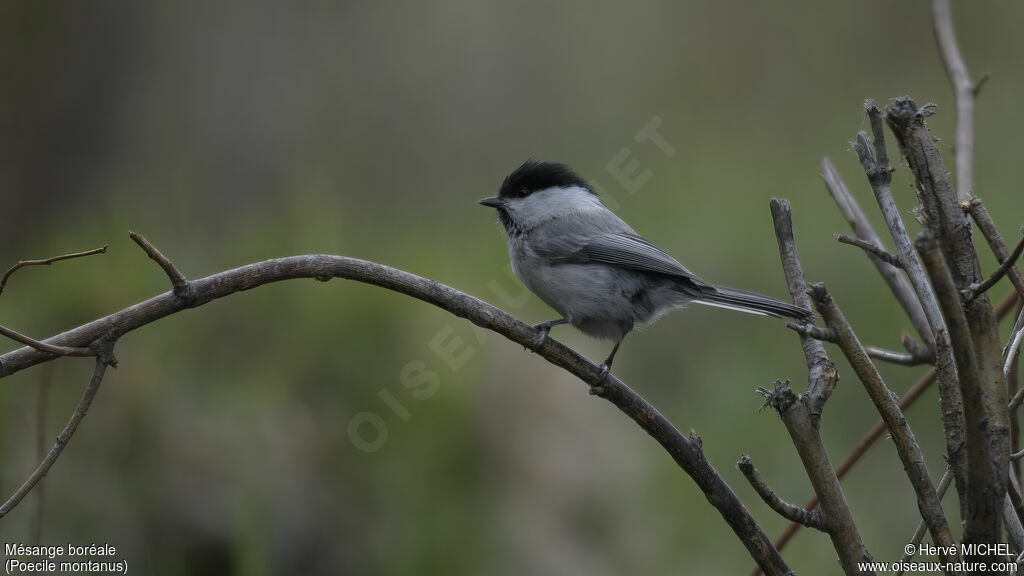 Willow Tit