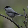 Mésange boréale