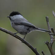 Willow Tit