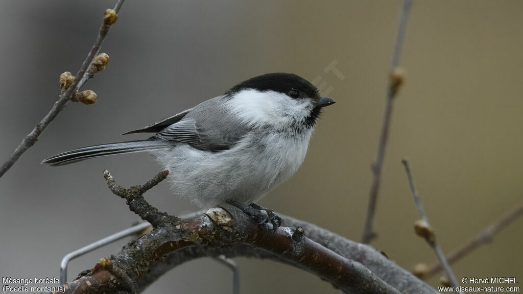 Willow Tit