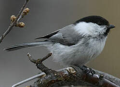 Willow Tit