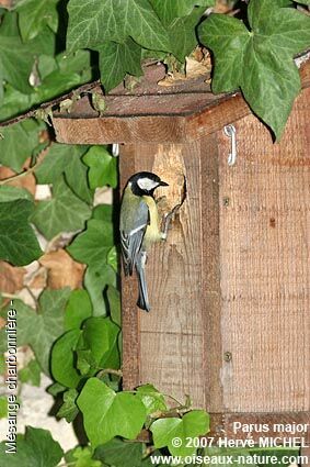 Mésange charbonnièreadulte nuptial