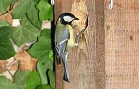 Mésange charbonnière