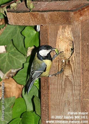 Mésange charbonnièreadulte nuptial