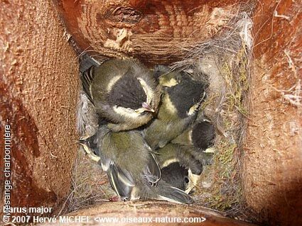 Great Tit