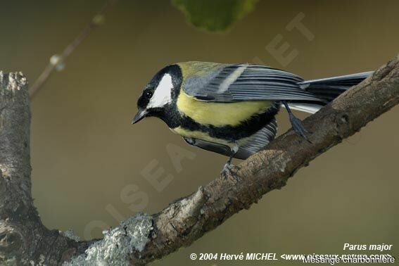 Mésange charbonnière