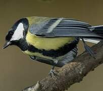 Mésange charbonnière