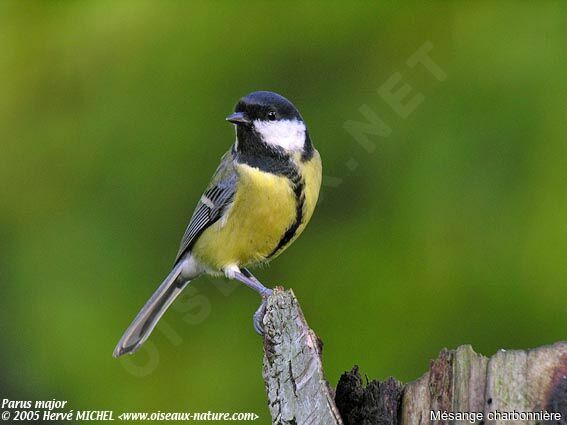 Mésange charbonnière