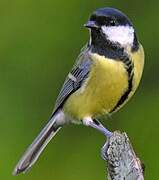 Great Tit