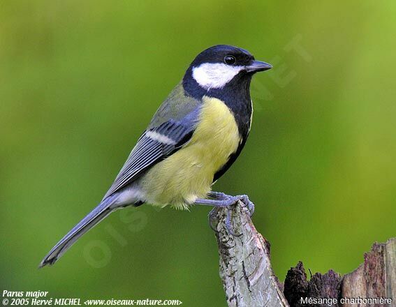 Mésange charbonnière