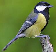 Great Tit