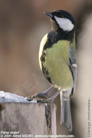 Mésange charbonnière