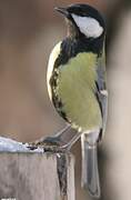 Great Tit