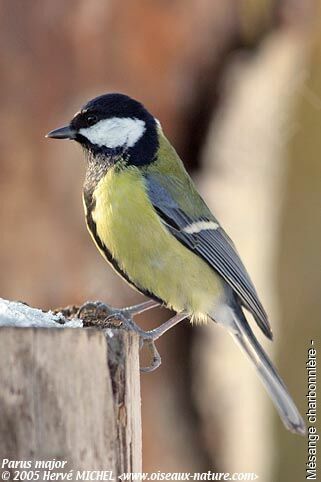 Great Tit