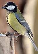 Great Tit