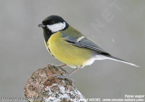 Mésange charbonnière