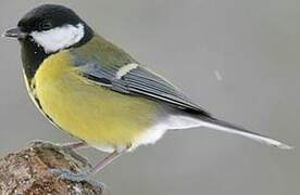 Great Tit