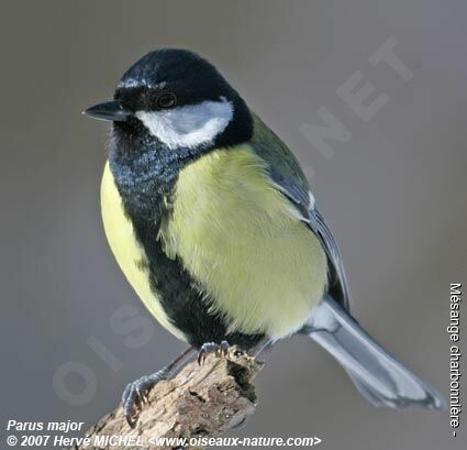 Mésange charbonnière mâle adulte internuptial