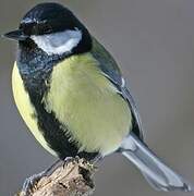 Great Tit