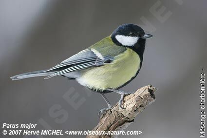 Great Tit male adult