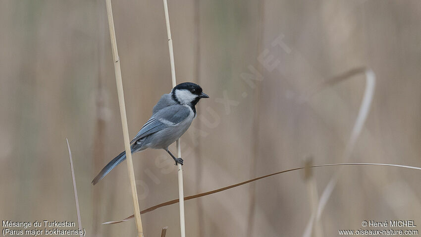 Great Tit (bokharensis)adult