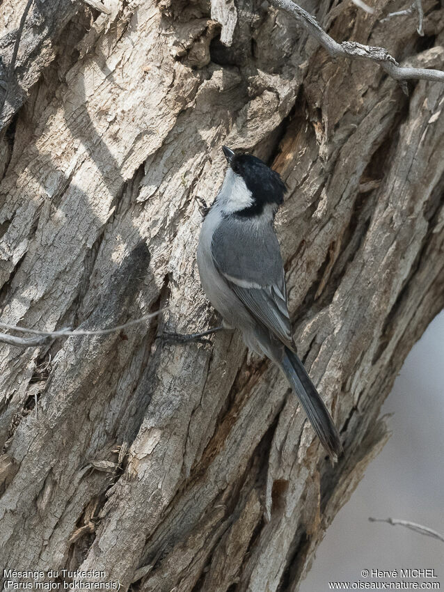 Mésange du Turkestanadulte