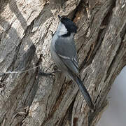 Great Tit (bokharensis)