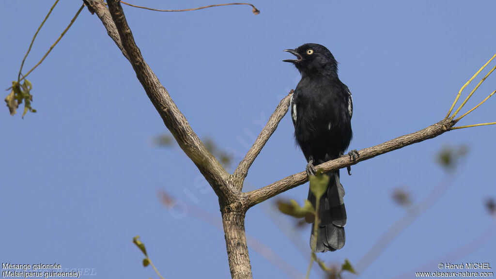 White-shouldered Black Tit