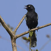 White-shouldered Black Tit