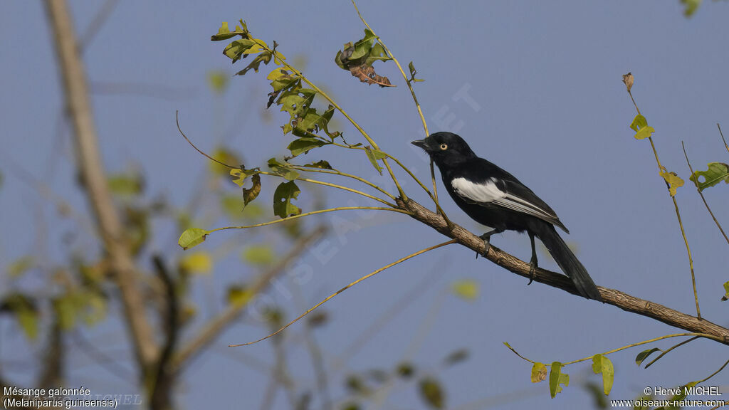 White-shouldered Black Tit