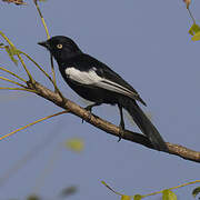 White-shouldered Black Tit