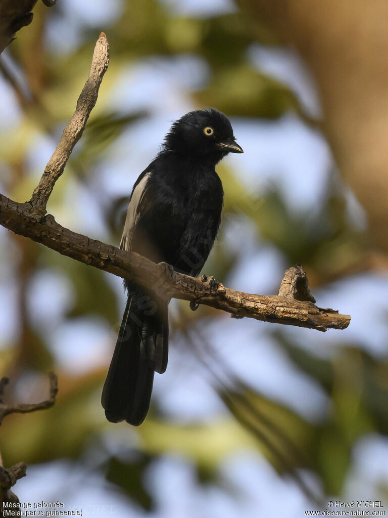 White-shouldered Black Tit