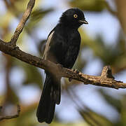 White-shouldered Black Tit