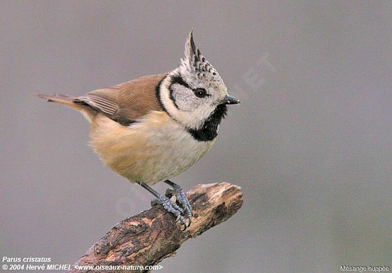 Crested Tit