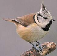 Crested Tit