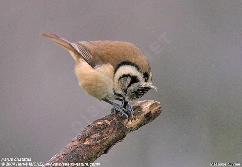 Crested Tit