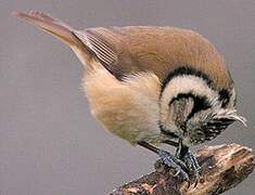 European Crested Tit