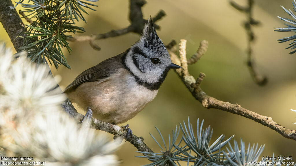 Mésange huppée