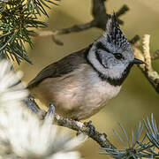 European Crested Tit