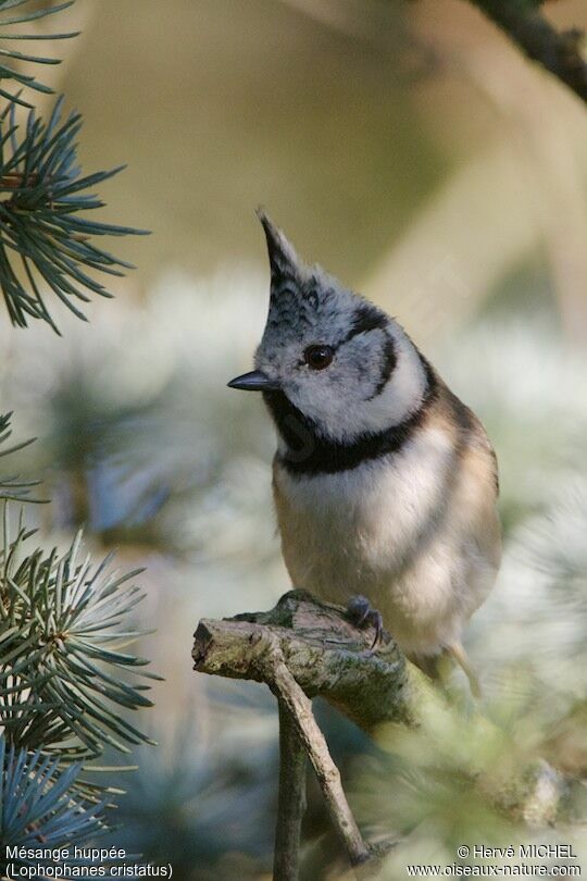 Mésange huppée