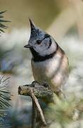 European Crested Tit