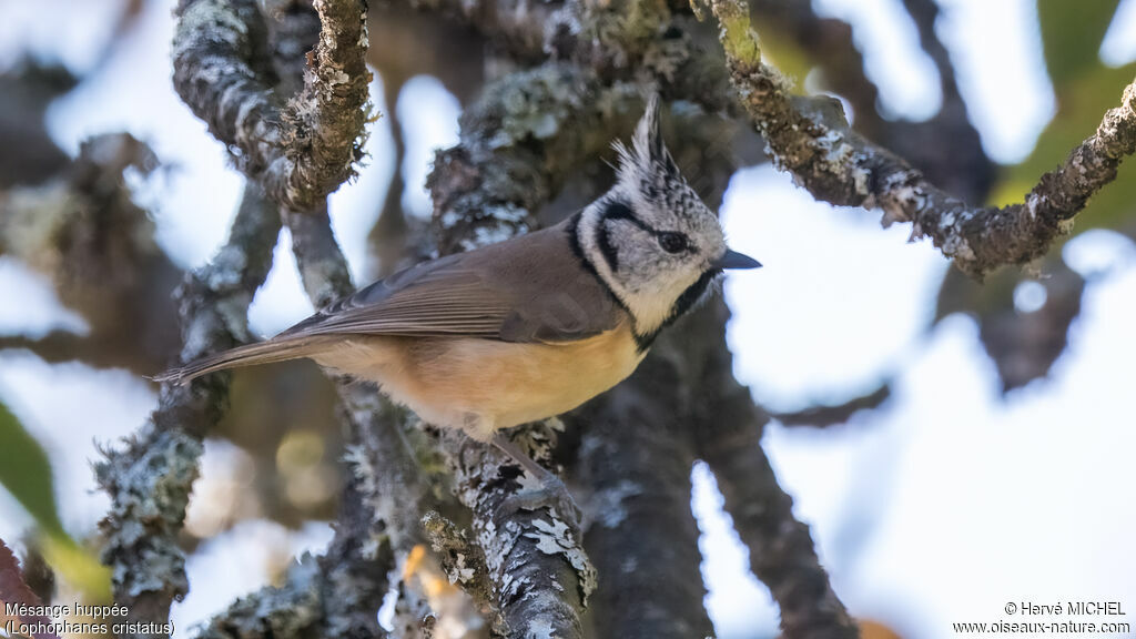 Mésange huppée