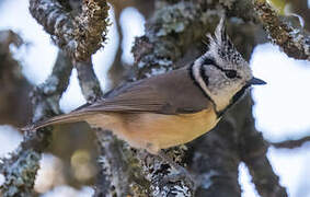 Crested Tit