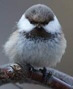 Grey-headed Chickadee