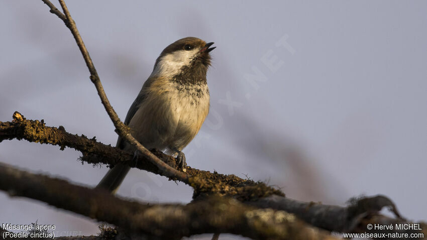 Mésange lapone mâle adulte