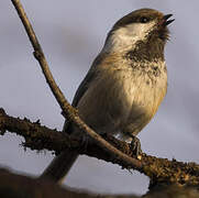 Grey-headed Chickadee