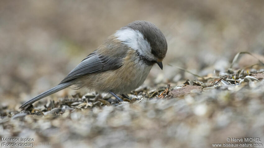 Grey-headed Chickadee