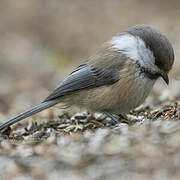 Grey-headed Chickadee